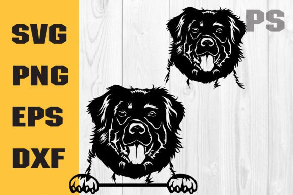 Stabyhoun Svg, Dog Svg Cricut